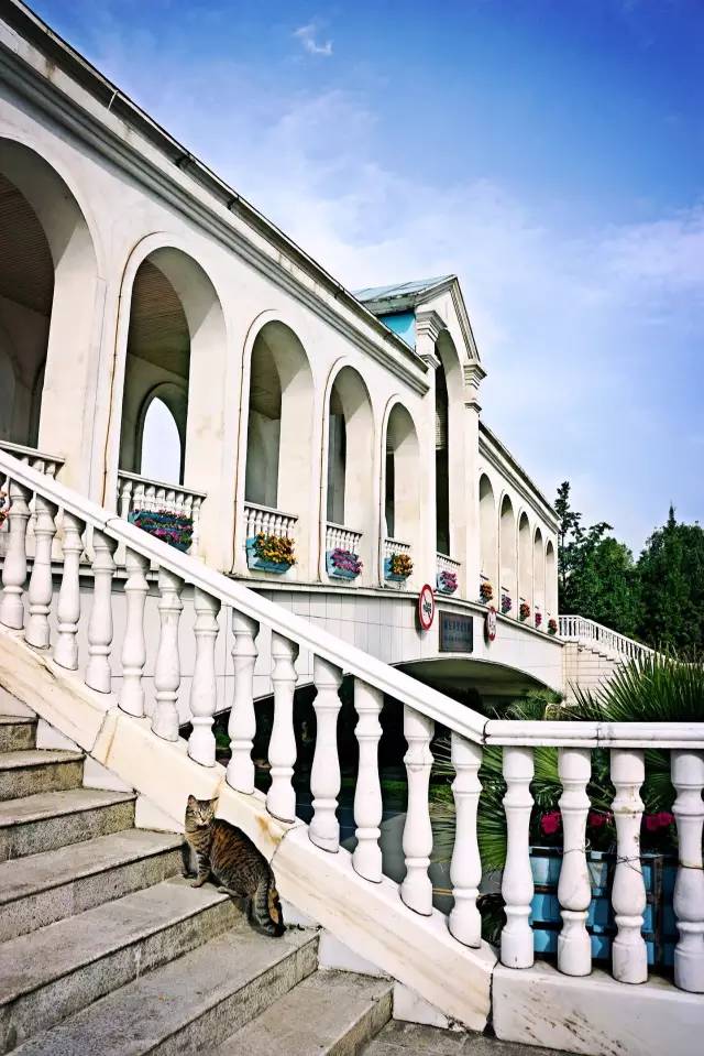 好耍|喵星人大摆造型带你玩转青白江，不萌你来找我！