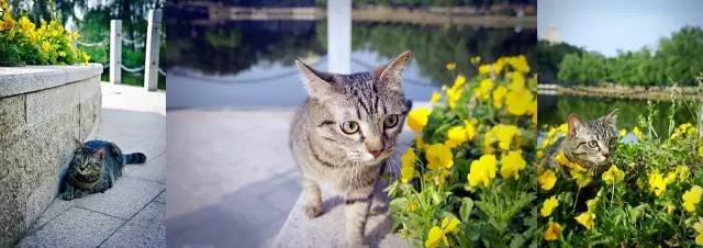 好耍|喵星人大摆造型带你玩转青白江，不萌你来找我！