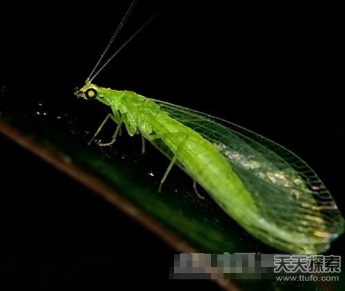 优昙婆罗在广西哪个地方出现,优昙婆罗圣花的传说