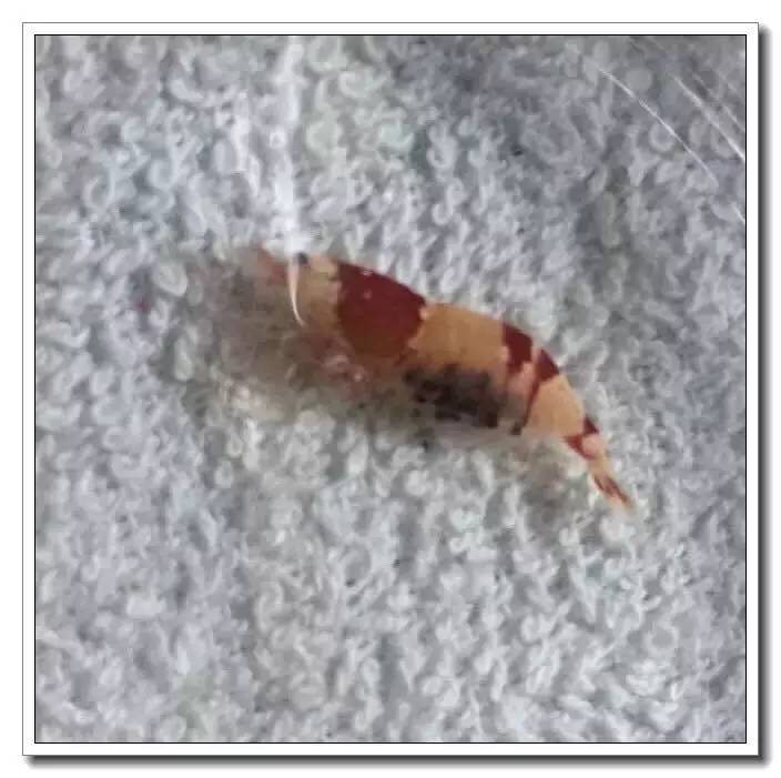 抱卵的虾但是死了该怎么拯救虾卵,母虾死亡虾卵怎么孵化