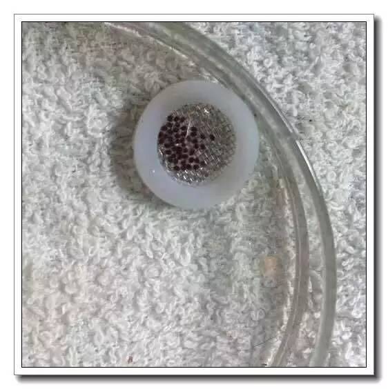 抱卵的虾但是死了该怎么拯救虾卵,母虾死亡虾卵怎么孵化