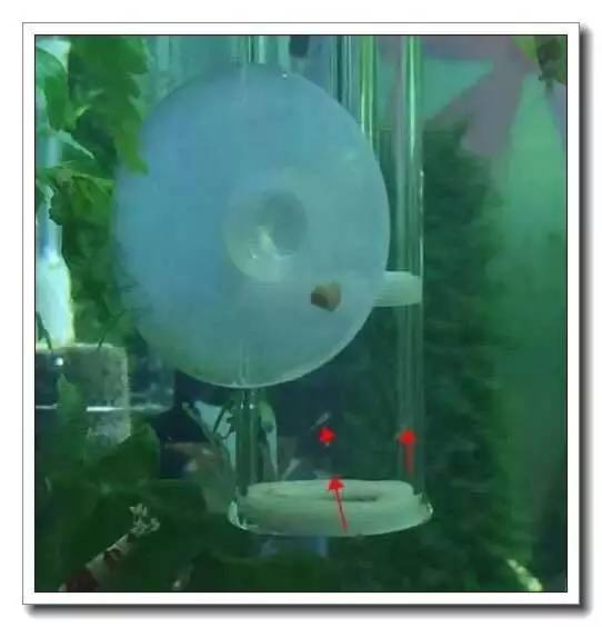 抱卵的虾但是死了该怎么拯救虾卵,母虾死亡虾卵怎么孵化