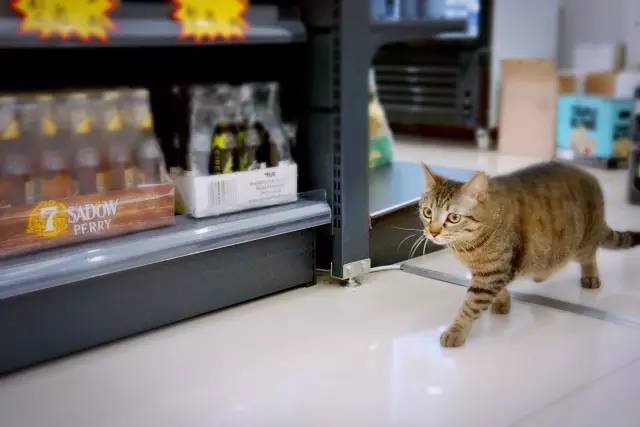 好耍|喵星人大摆造型带你玩转青白江，不萌你来找我！