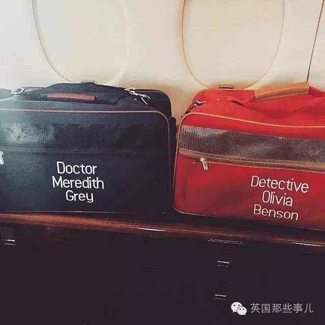 霉霉和她的猫咪,霉霉两只猫叫什么名字