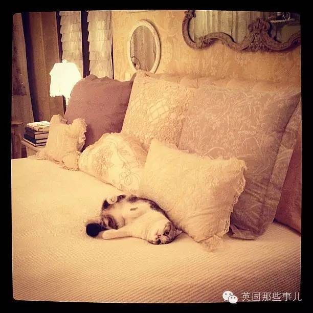 霉霉和她的猫咪,霉霉两只猫叫什么名字