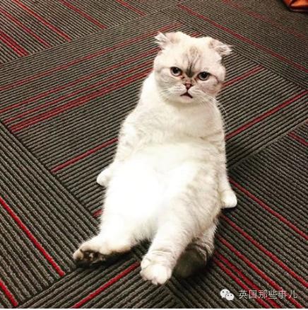 霉霉和她的猫咪,霉霉两只猫叫什么名字