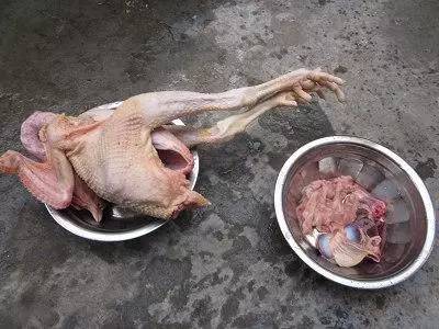 公鸡会下蛋吗图文,真正的公鸡会下蛋吗