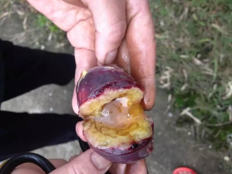 公鸡会下蛋吗图文,真正的公鸡会下蛋吗