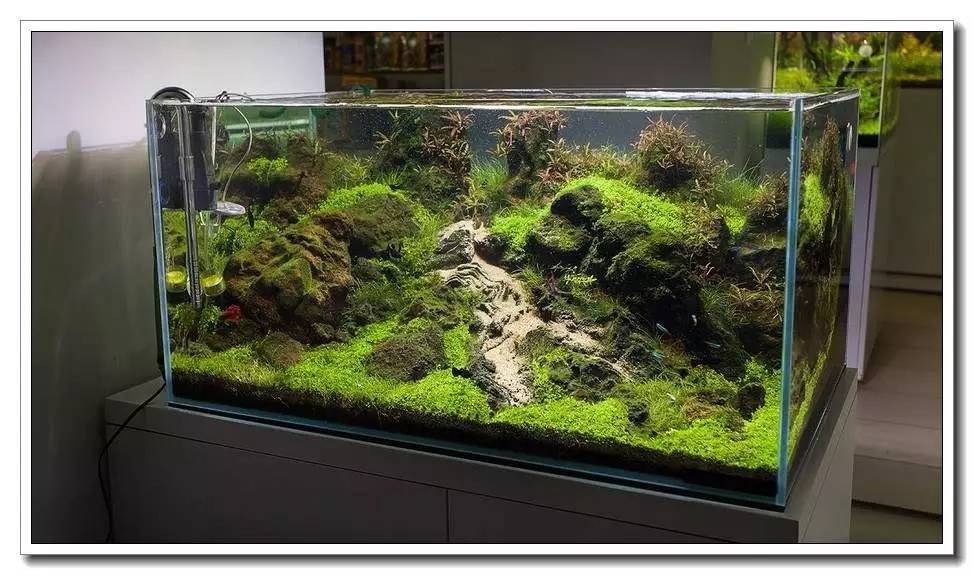 水族新手养鱼攻略,鱼缸养鱼攻略新手必备