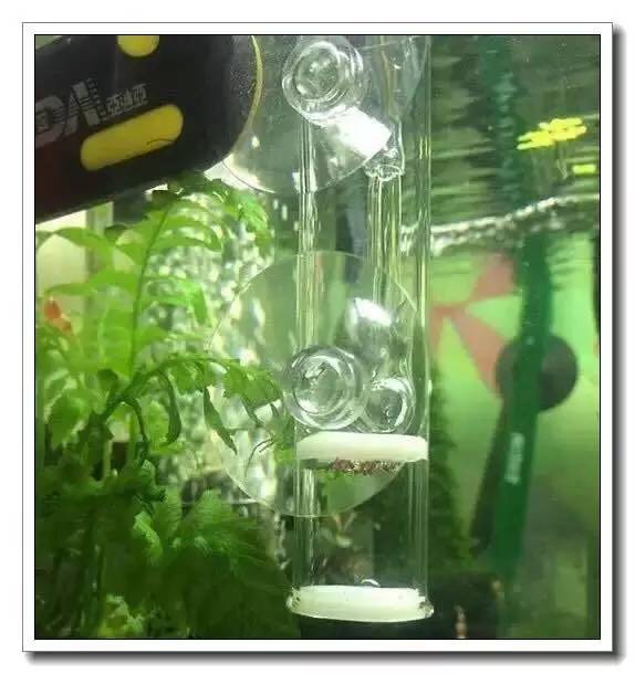 抱卵的虾但是死了该怎么拯救虾卵,母虾死亡虾卵怎么孵化