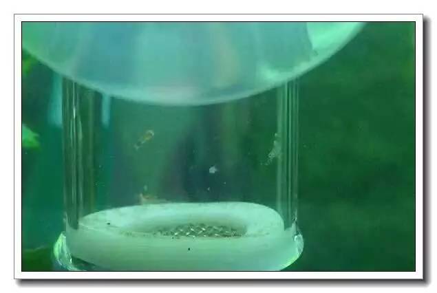 抱卵的虾但是死了该怎么拯救虾卵,母虾死亡虾卵怎么孵化