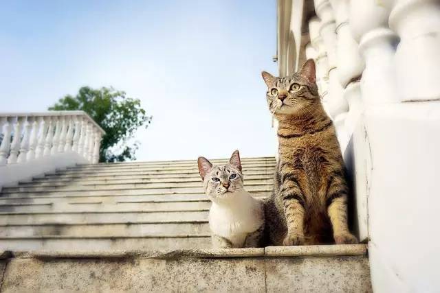 好耍|喵星人大摆造型带你玩转青白江，不萌你来找我！