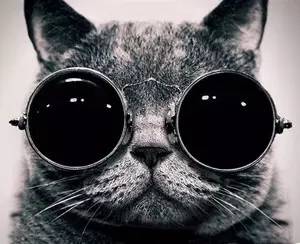 好耍|喵星人大摆造型带你玩转青白江，不萌你来找我！