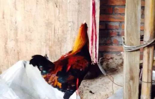 公鸡会下蛋吗图文,真正的公鸡会下蛋吗