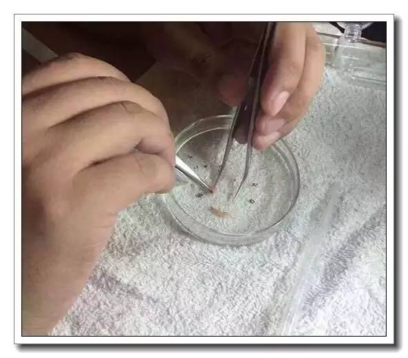 抱卵的虾但是死了该怎么拯救虾卵,母虾死亡虾卵怎么孵化