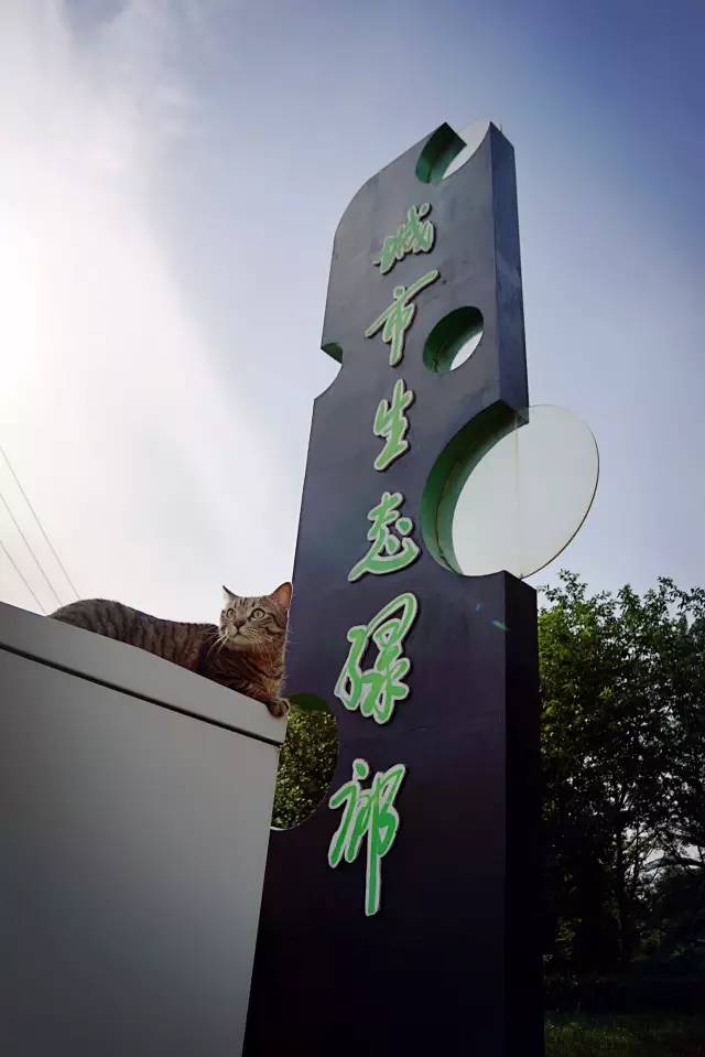 好耍|喵星人大摆造型带你玩转青白江，不萌你来找我！