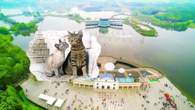 好耍|喵星人大摆造型带你玩转青白江，不萌你来找我！