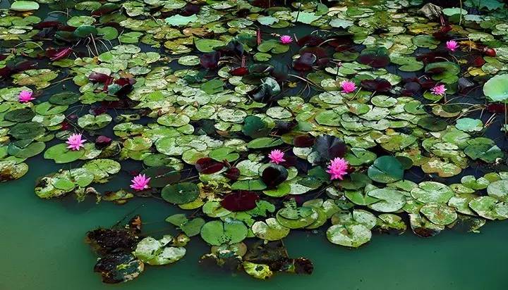 暗黑系石楠花退场的夏天，谁才是武汉新一轮的夏花担当？