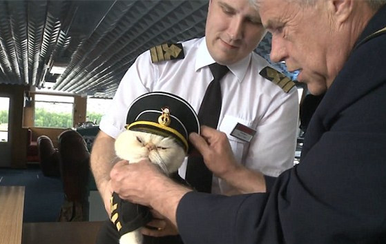 猫船长,魔性猫船长