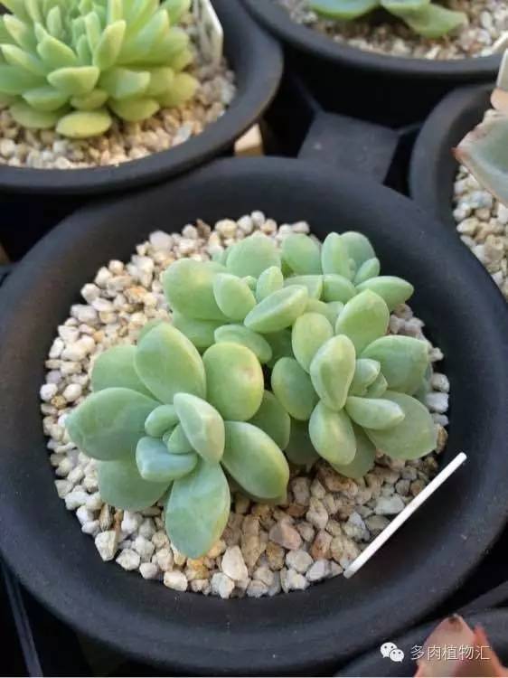 开挂区养多肉好吗,看完这些对比图你就明白了