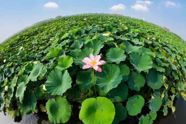 暗黑系石楠花退场的夏天，谁才是武汉新一轮的夏花担当？