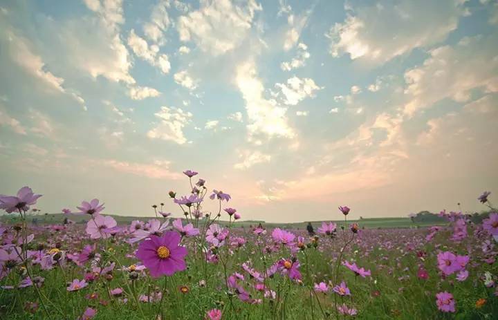 暗黑系石楠花退场的夏天，谁才是武汉新一轮的夏花担当？