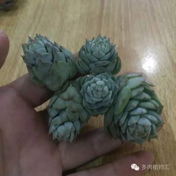 开挂区养多肉好吗,看完这些对比图你就明白了