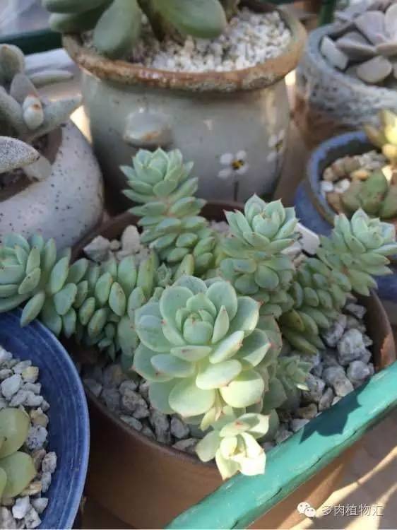 开挂区养多肉好吗,看完这些对比图你就明白了