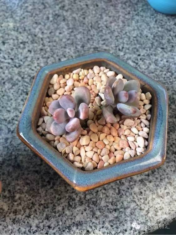 开挂区养多肉好吗,看完这些对比图你就明白了