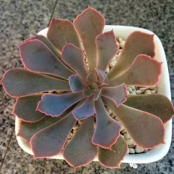 开挂区养多肉好吗,看完这些对比图你就明白了