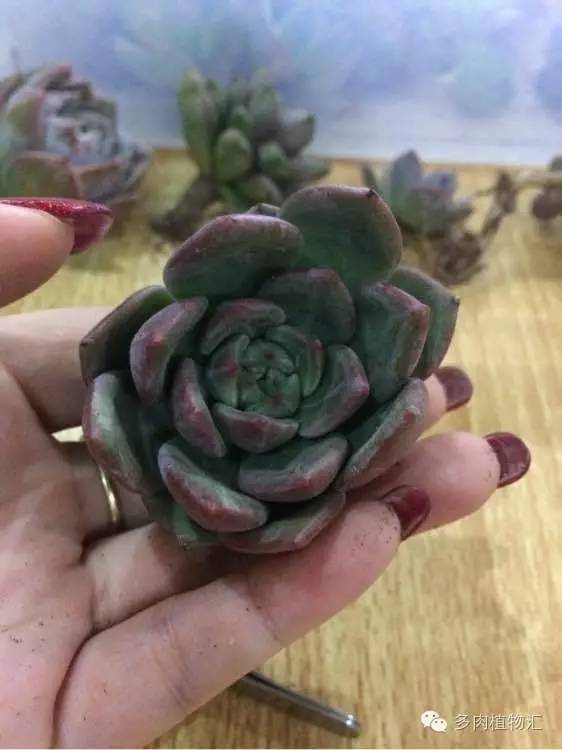 开挂区养多肉好吗,看完这些对比图你就明白了