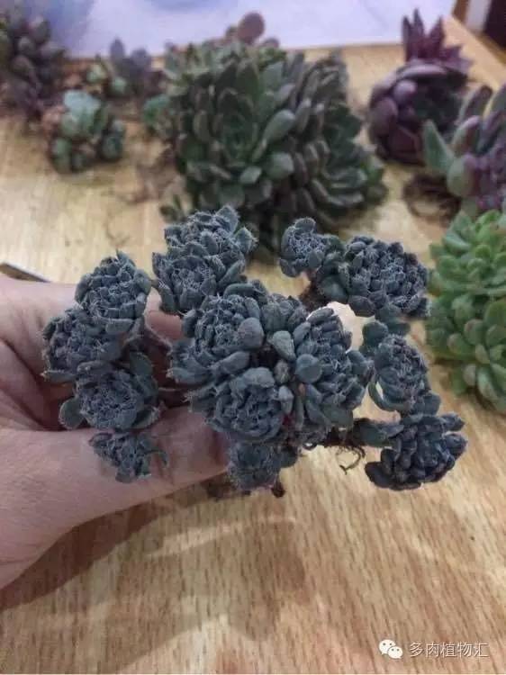 开挂区养多肉好吗,看完这些对比图你就明白了