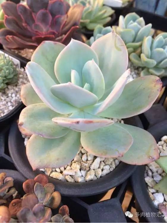 开挂区养多肉好吗,看完这些对比图你就明白了
