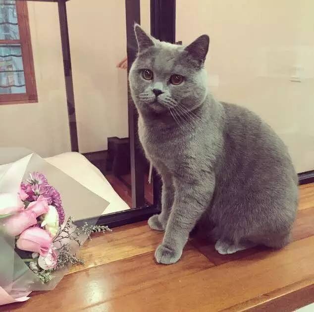 家有吉祥招财猫,家有招财猫还有聚宝盆