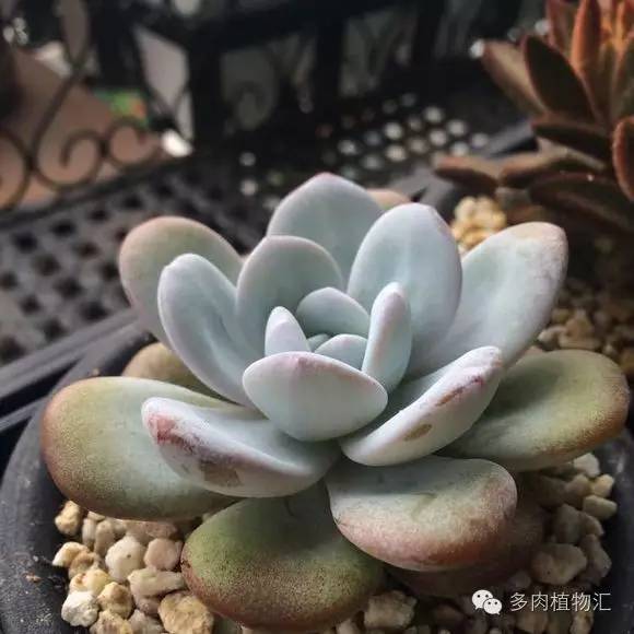 开挂区养多肉好吗,看完这些对比图你就明白了