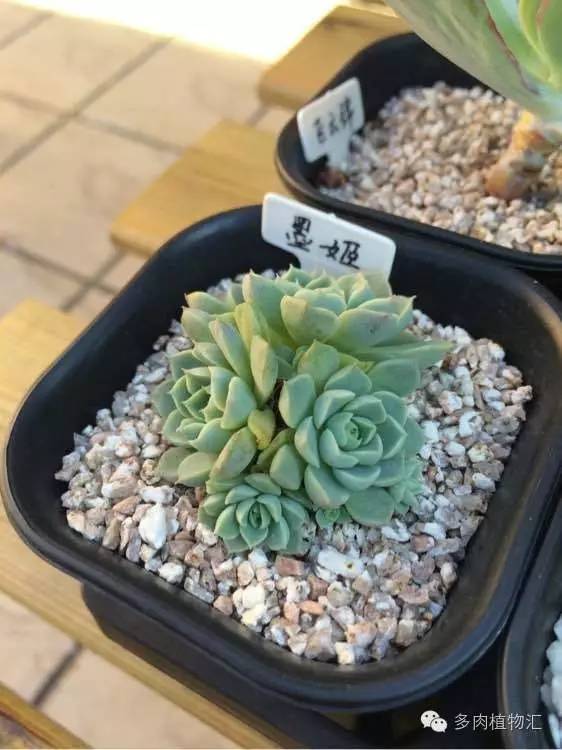 开挂区养多肉好吗,看完这些对比图你就明白了