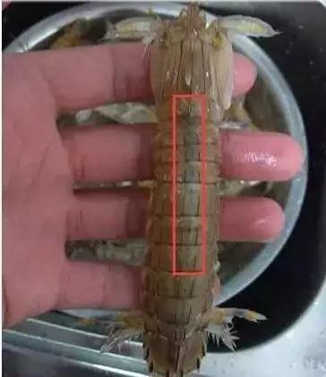 皮皮虾颜色变异,活皮皮虾蒸完以后变绿了怎么回事