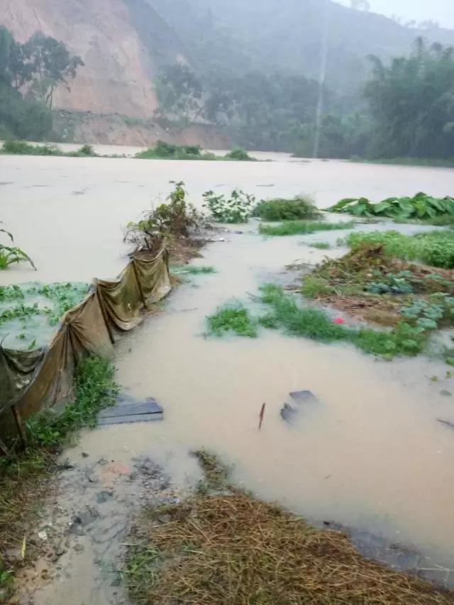 养猪人如何应对猪价变化,养猪新政策最近猪价