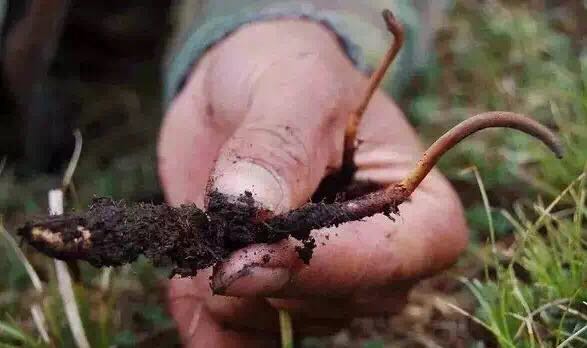 去挖虫草时最急需什么,怎么去高原挖虫草