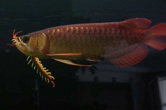 龙鱼益生菌畅销榜第一名,龙鱼发情拒食多久