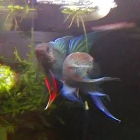 血脉奋“斗”历程--国斗繁殖实录（1）生命的起源