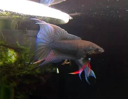 血脉奋“斗”历程--国斗繁殖实录（1）生命的起源