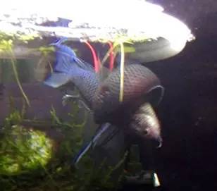 血脉奋“斗”历程--国斗繁殖实录（1）生命的起源