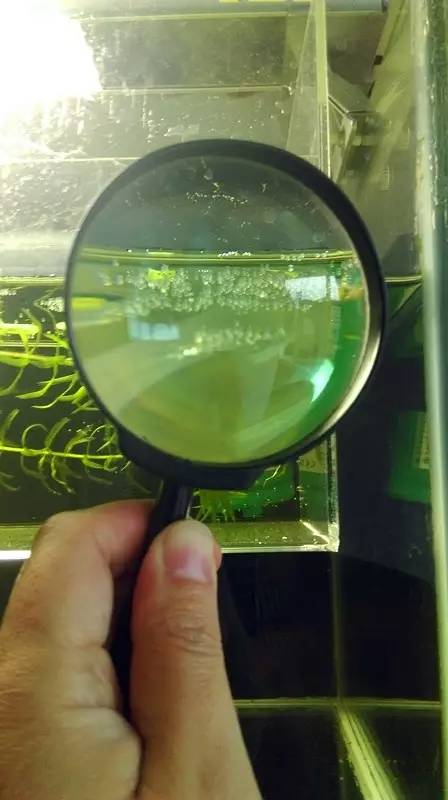 血脉奋“斗”历程--国斗繁殖实录（1）生命的起源