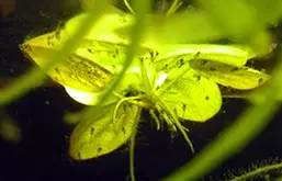 血脉奋“斗”历程--国斗繁殖实录（1）生命的起源