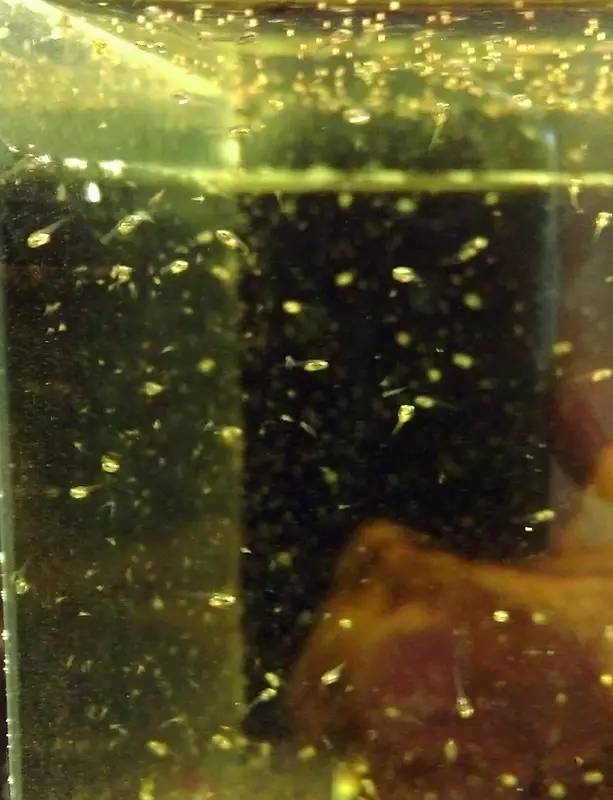 血脉奋“斗”历程--国斗繁殖实录（1）生命的起源