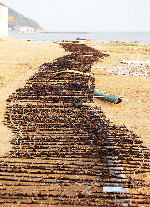 紫菜堪称海藻之王，但潮汕人为什么要说“浪险过打紫菜”呢？