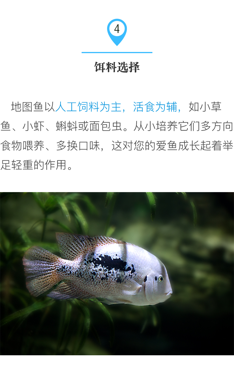 怎么才能养好地图鱼,养鱼新手入门能养地图鱼吗