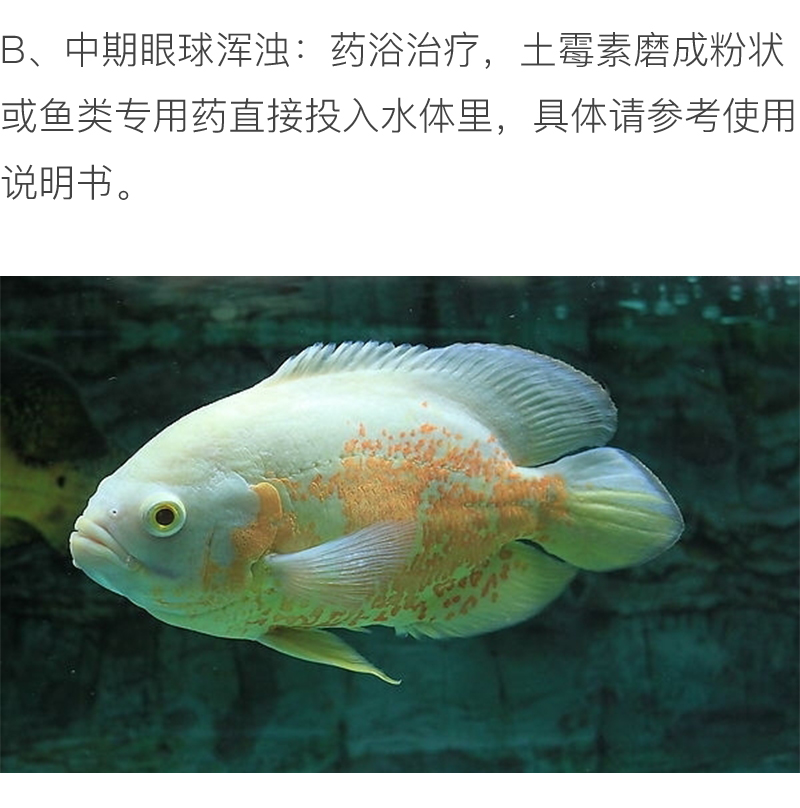 怎么才能养好地图鱼,养鱼新手入门能养地图鱼吗