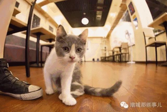 增城那些事儿首个粉丝福利节！专属吃货的疯狂派对日！